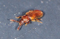 Cryptophagidae
