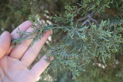 Juniperus