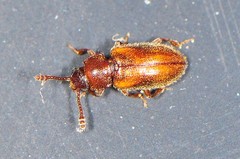 Cryptophagidae