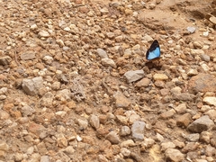 Lymanopoda caeruleata