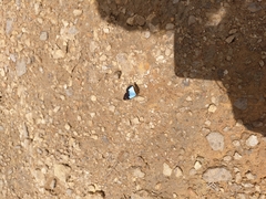 Lymanopoda caeruleata