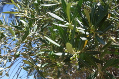 Olea europaea