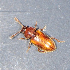 Cryptophagidae