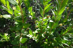 Myrtus communis