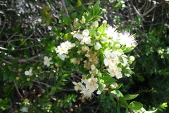 Myrtus communis