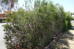 Myrtus communis