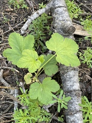 Ribes viscosissimum