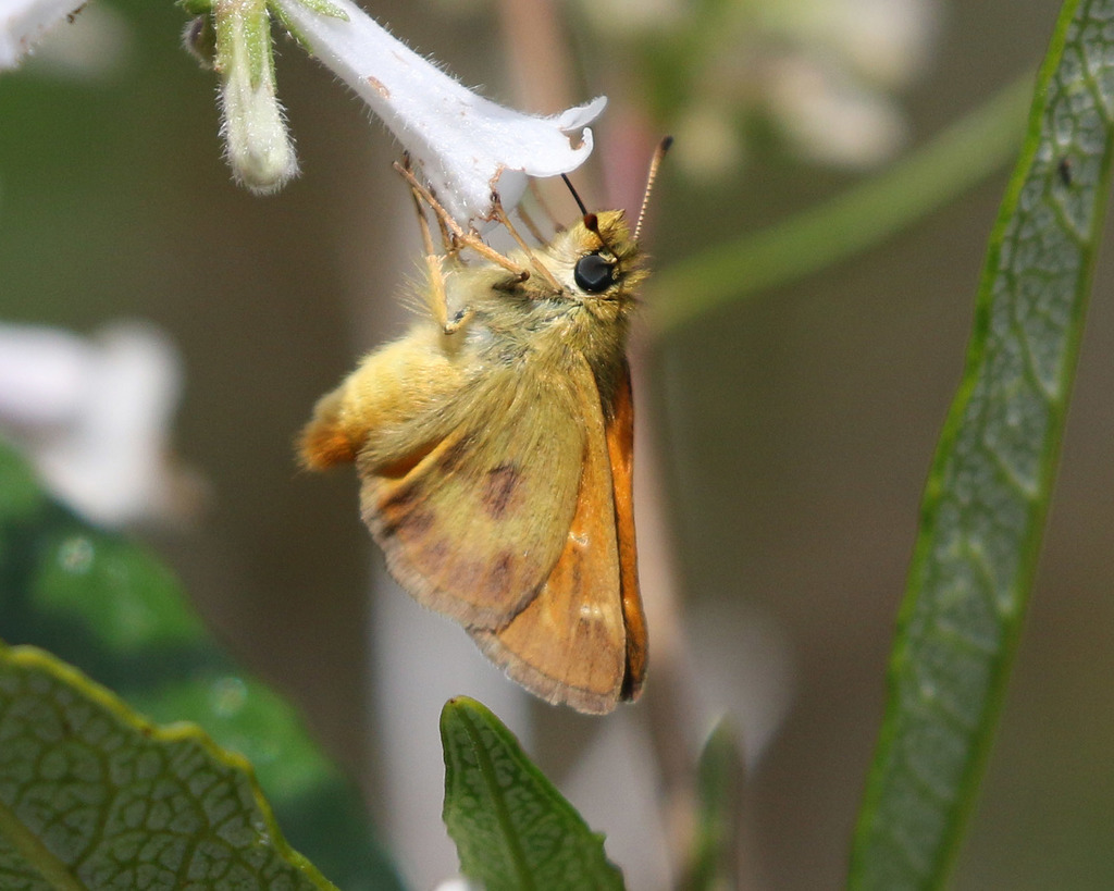 Rural Skipper from Contra Costa County, CA, USA on May 26, 2022 at 11: ...