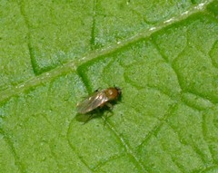 Metopininae