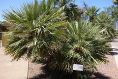 Chamaerops humilis