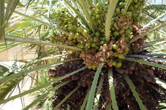 Chamaerops humilis