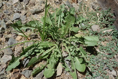 Taraxacum officinale