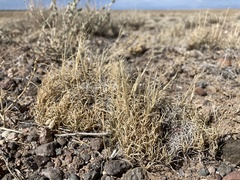 Muhlenbergia torreyi