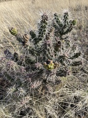 Cylindropuntia whipplei