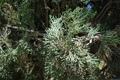 Juniperus