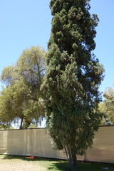 Juniperus
