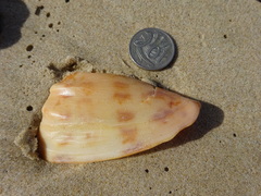 Amoria hunteri