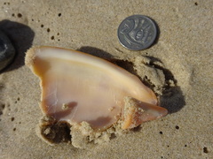 Amoria hunteri
