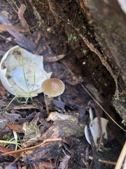 Mycena cystidiosa
