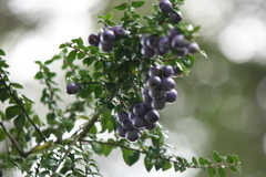 Rhaphithamnus spinosus