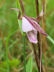 Cleistesiopsis