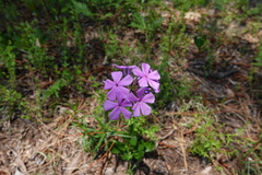 Phlox amoena