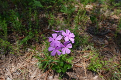 Phlox amoena