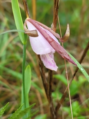 Cleistesiopsis