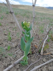 Conringia orientalis