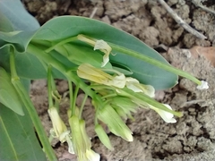 Conringia orientalis