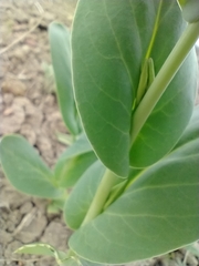 Conringia orientalis