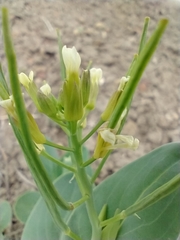 Conringia orientalis