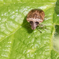 Cosmopepla intergressa