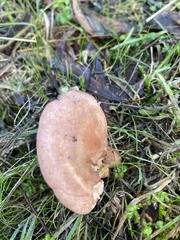 Leucopaxillus eucalyptorum