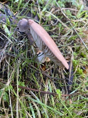 Leucopaxillus eucalyptorum