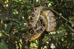 Atlantic Forest Boa photo 2