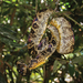 Cropan's Boa - Photo (c) https://doi.org/10.3897/zookeys.931.46882, some rights reserved (CC BY)
