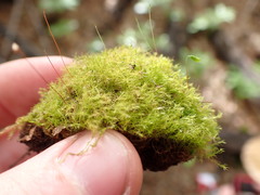 Leptobryum pyriforme