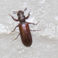 Melalgus confertus