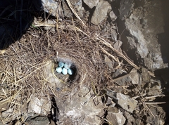 Phoenicurus auroreus