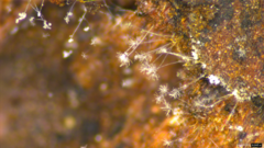 Actinobacteria
