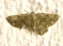 Dicrognophos sartata