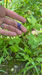 Hyacinthoides non-scripta