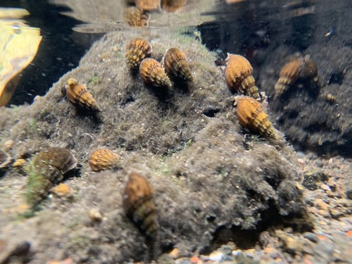 Mieniplotia scabra, 2022-05-22