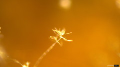 Actinobacteria