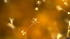 Actinobacteria