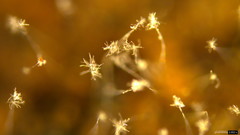 Actinobacteria