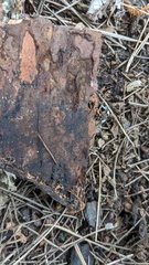 Actinobacteria