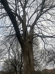 Aesculus glabra