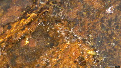 Actinobacteria